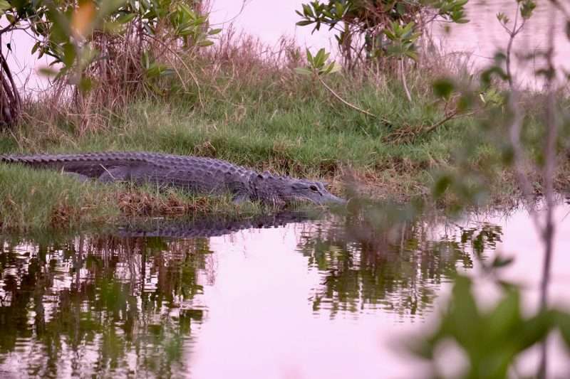 An alligator in Florida Everglades National Park.