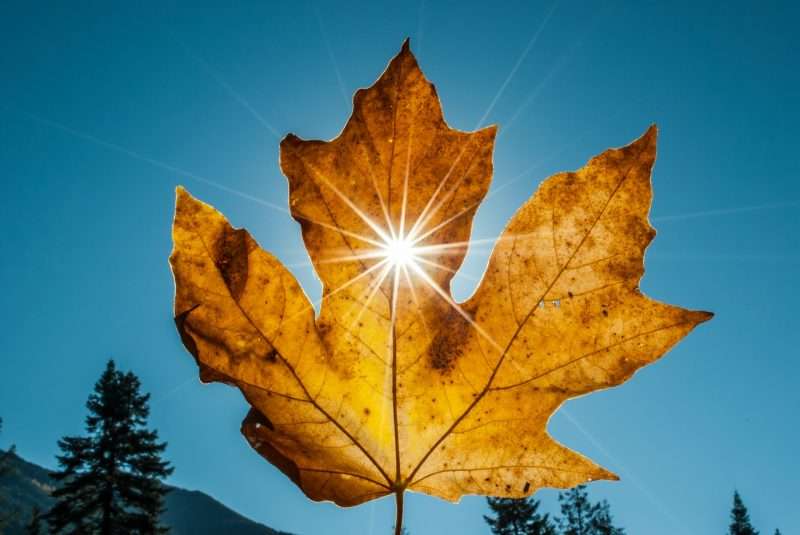 A sunflare through a freshly fallen yellow leaf. 