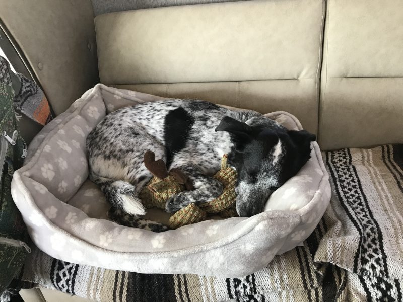 A dog is curled up in her dog bed wiht a reindeer toy in her paws on an RV couch.