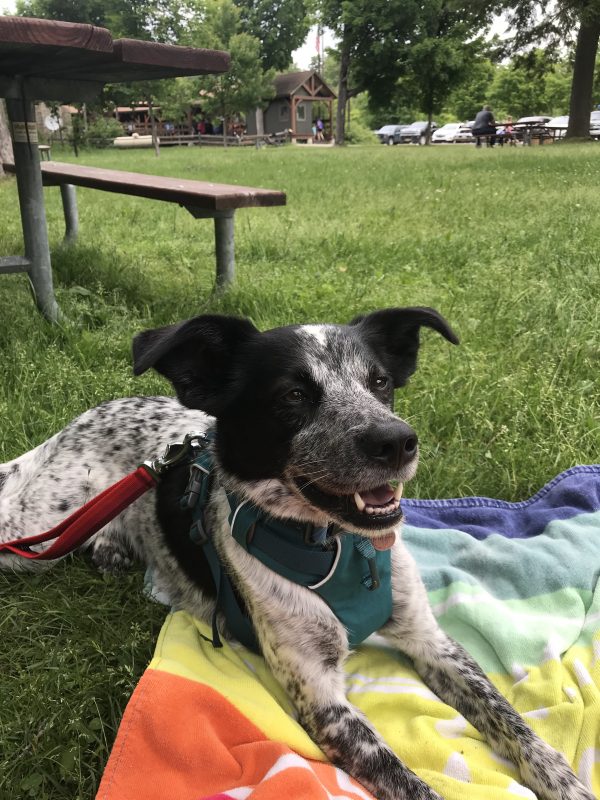 A happy dog sits on a colorful towel in the grass beside a picnic bench at a campground. The dog is wearing a green harness attached to a red harness.