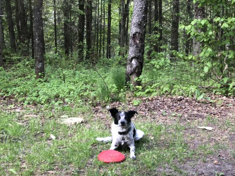 A black and white dog lays in the grass with a red frisbee near the woods.