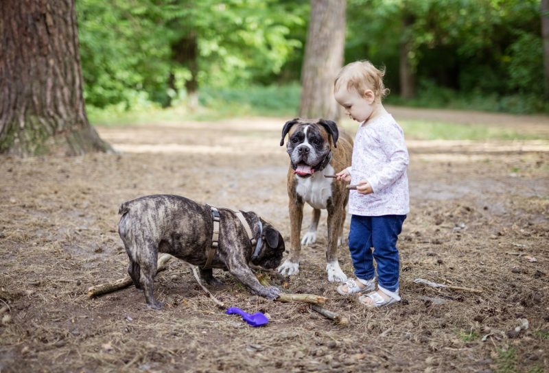 A toddler picks up sticks with her two dogs at a campground.